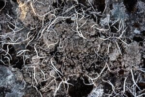 gut microbiome analogy: soil and fine roots network
