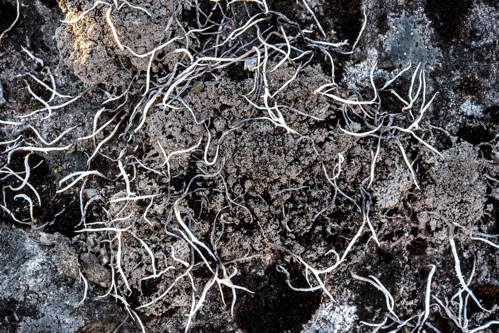 gut microbiome analogy: soil and fine roots network